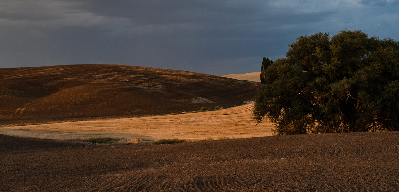 Tree in a wheat field with dark clouds.