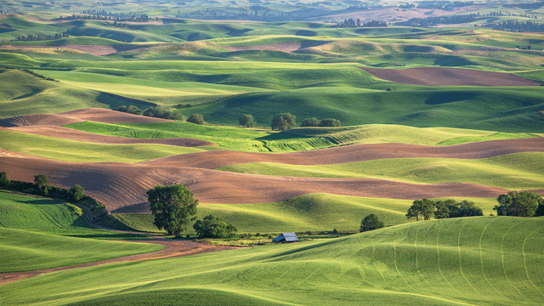 Wheat fields of St. John