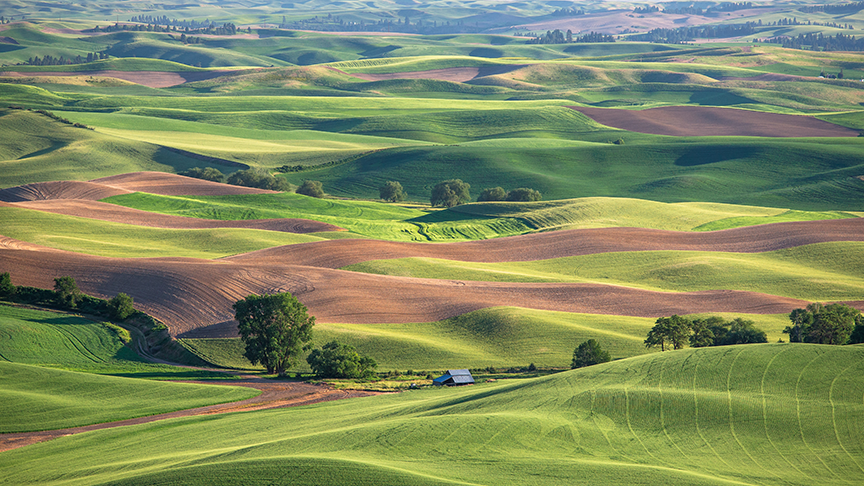 Wheat fields of St. John